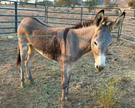 Wild Ass Recovering After Recent Bow Assault on Wild Burros in the Golden State